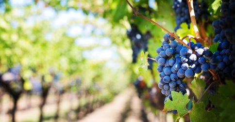 Grape Festival 2019 in Jesolo