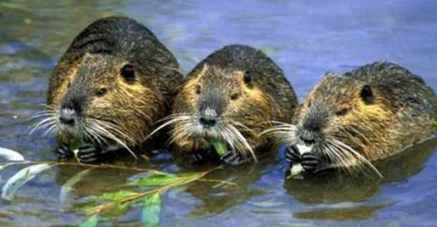 controllo e contenimento della specia nutria Comune di Jesolo